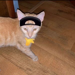 Meet your Posher, Macie